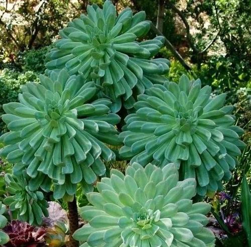 莲花掌开花吗？开花时是什么样子的？