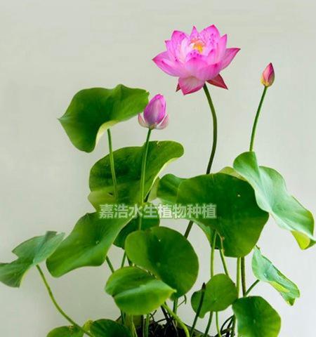 如何正确选择莲花的种植时间？栽培要点有哪些？