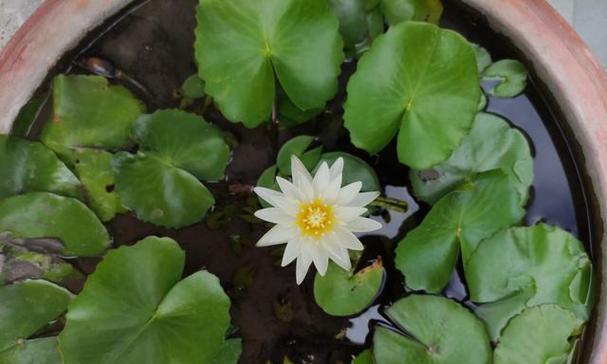 如何正确选择莲花的种植时间？栽培要点有哪些？