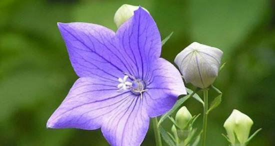 什么花代表平安归来？花语中平安归来的花有哪些？