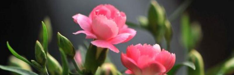 什么花代表平安归来？花语中平安归来的花有哪些？