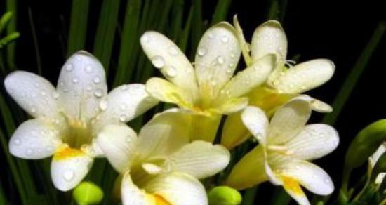什么花代表平安归来？花语中平安归来的花有哪些？