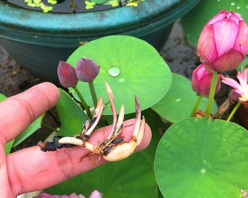 莲花种子怎么种植方法？步骤和注意事项是什么？