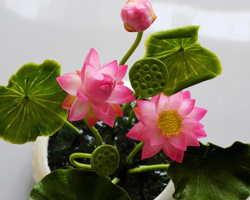 莲花种子怎么种植方法？步骤和注意事项是什么？