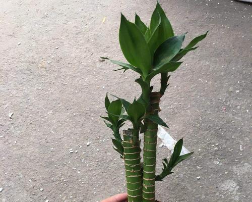 如何养殖莲花竹？需要注意哪些事项？