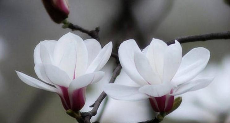 什么花代表平淡简单的生活态度？花语中有哪些花象征着简单？
