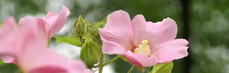什么花代表平淡简单的生活态度？花语中有哪些花象征着简单？