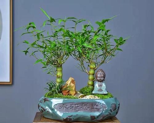 莲花竹在风水中代表什么？如何正确摆放以增强运势？
