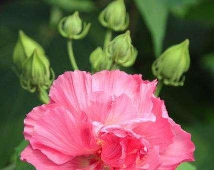 什么花代表平凡？花语中平凡的花有哪些？
