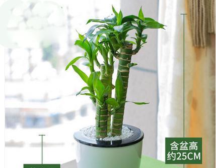 卧室摆放莲花竹有哪些注意事项？