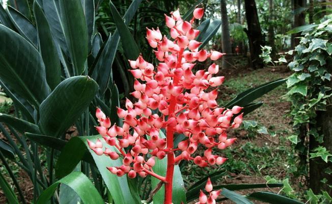 什么花代表破镜重圆的花语？