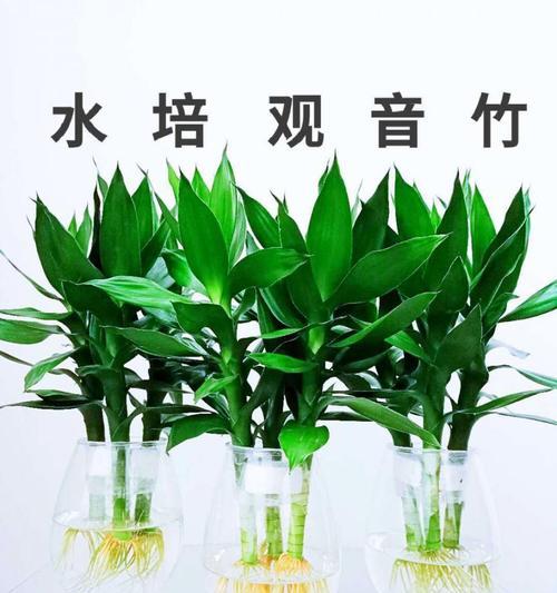 莲花竹修剪的最佳时间是什么时候？如何正确修剪以促进生长？