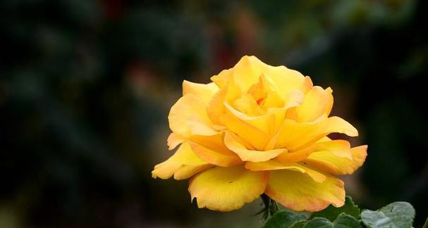 什么花代表期待的花语？如何用花表达期待之情？