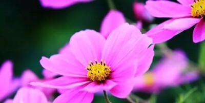 什么花代表期待爱情？揭秘花语背后的浪漫含义？