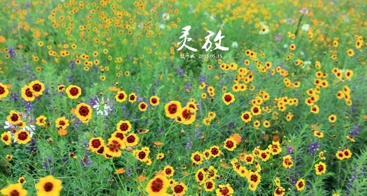 什么花代表期待爱情？揭秘花语背后的浪漫含义？