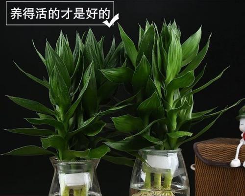 水培与土培莲花竹哪种更优？养护要点有哪些？
