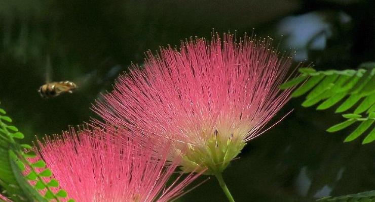 什么花的花语代表欺骗？揭秘花语背后的含义？