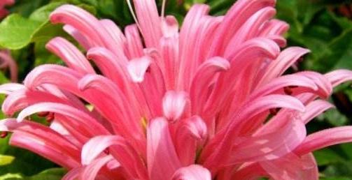什么花的花语代表欺骗？揭秘花语背后的含义？