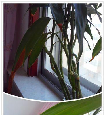 莲花竹叶子发黄怎么办？如何有效解决和预防？