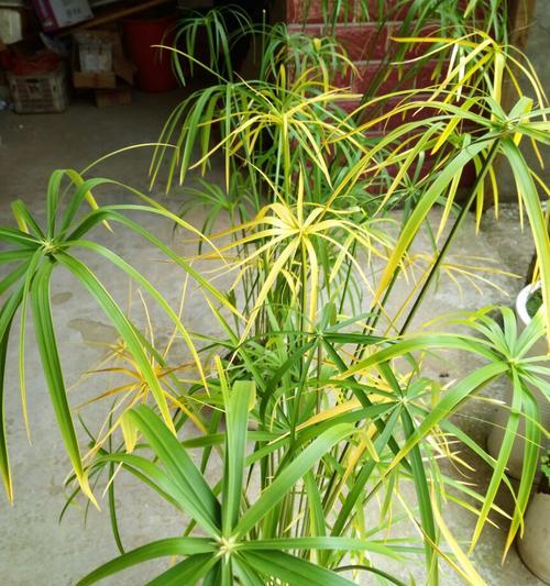 莲花竹叶子发黄怎么办？如何有效解决和预防？
