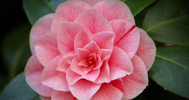什么花的花语代表奇迹？揭秘那些象征奇迹的花卉！