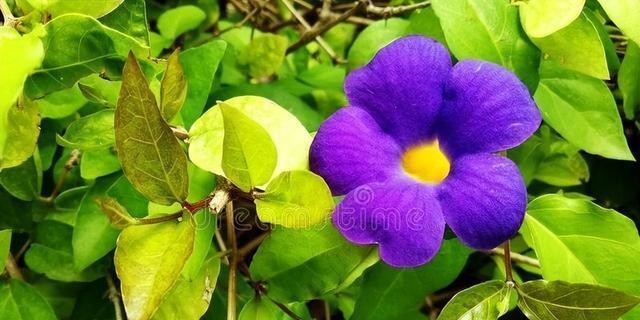 什么花的花语代表奇迹？揭秘那些象征奇迹的花卉！