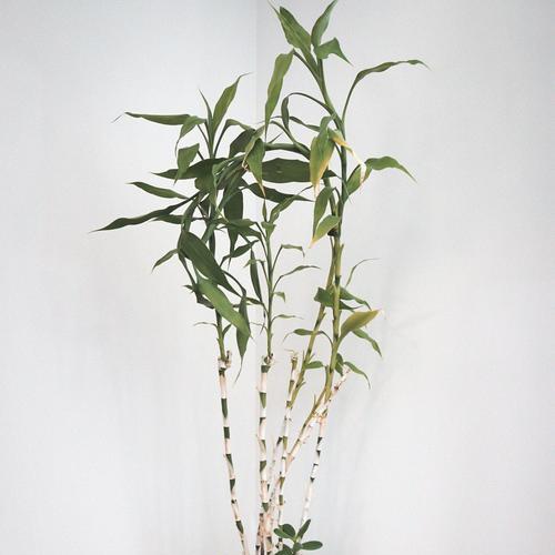 莲花竹养护技巧有哪些？如何确保莲花竹健康生长？
