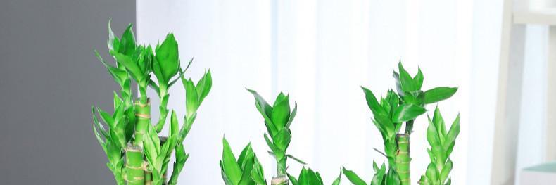 莲花竹养护技巧有哪些？如何确保莲花竹健康生长？