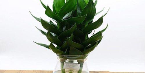 莲花竹养护技巧有哪些？如何确保莲花竹健康生长？