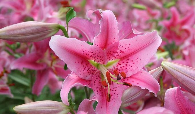 什么花代表牵挂？揭秘花语背后的含义？