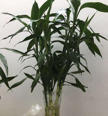 莲花竹养殖技巧有哪些？如何确保莲花竹长得更茂盛？