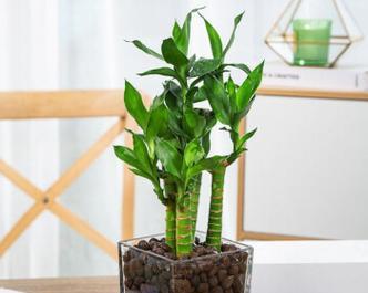 莲花竹养殖技巧有哪些？如何确保莲花竹长得更茂盛？