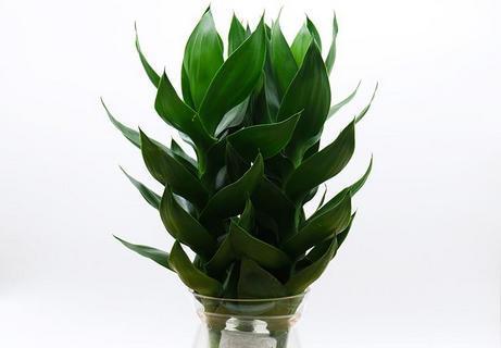 莲花竹养殖技巧有哪些？如何确保莲花竹长得更茂盛？