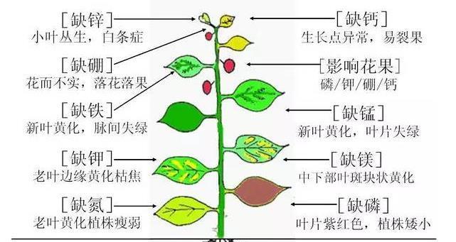 莲藕病虫害如何防治？防治技术措施有哪些？