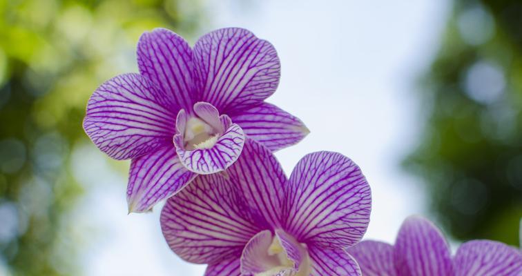 什么花代表勤劳？揭秘花语背后的含义！