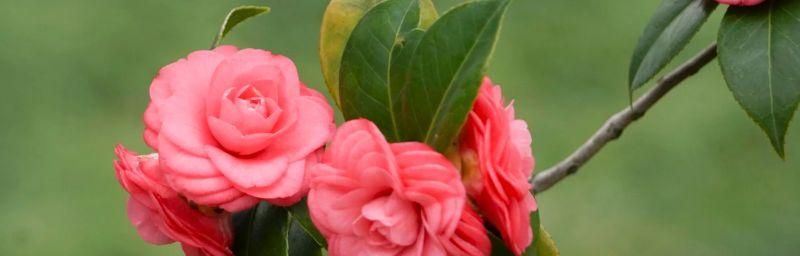 什么花代表青春活力？花语中青春活力的花卉有哪些？