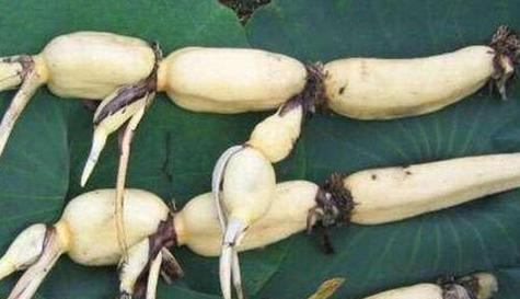 莲藕的生长过程是怎样的？如何正确种植和管理？