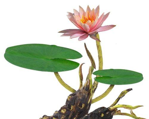 莲藕的生长过程是怎样的？如何正确种植和管理？