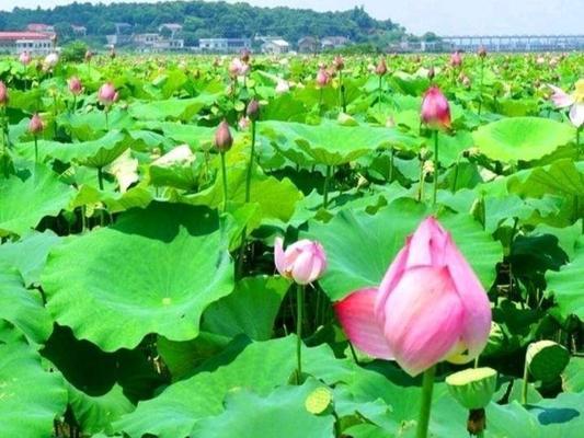 莲藕生长需要什么样的环境条件？哪些地方最适合种植莲藕？