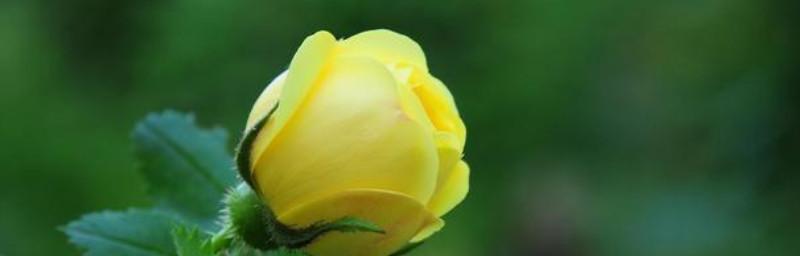 什么花代表请求原谅的花语？如何用花表达歉意？