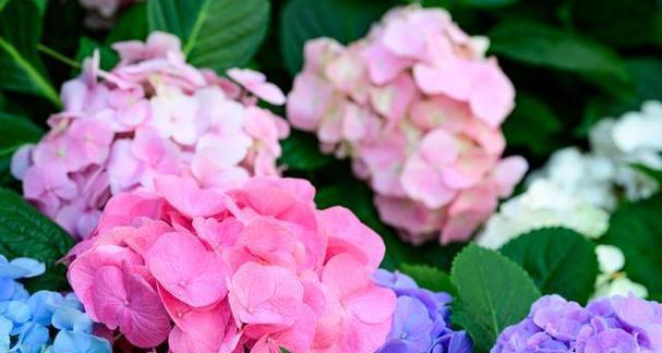 什么花的花语代表着囚禁？这种花的含义是什么？