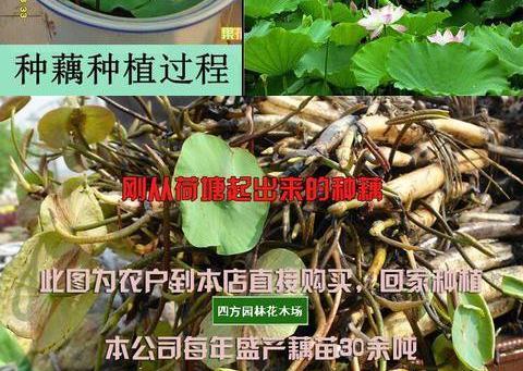 莲藕的生长周期是多长时间？如何优化种植管理？