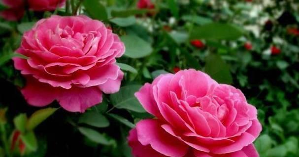 什么花的花语代表着囚禁？这种花的含义是什么？
