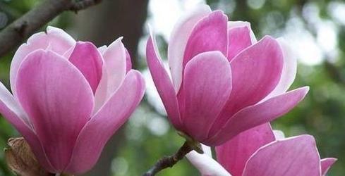 什么花的花语代表着囚禁？这种花的含义是什么？
