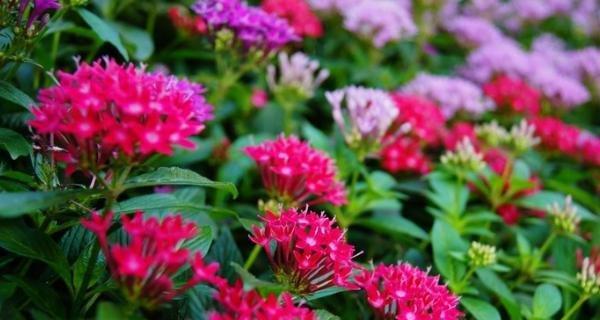 什么花代表热爱？揭秘花语背后的浪漫含义？