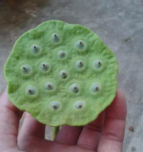 莲藕和莲子是同一种植物吗？它们之间有什么区别？