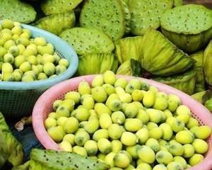 莲藕和莲子是同一种植物吗？它们之间有什么区别？