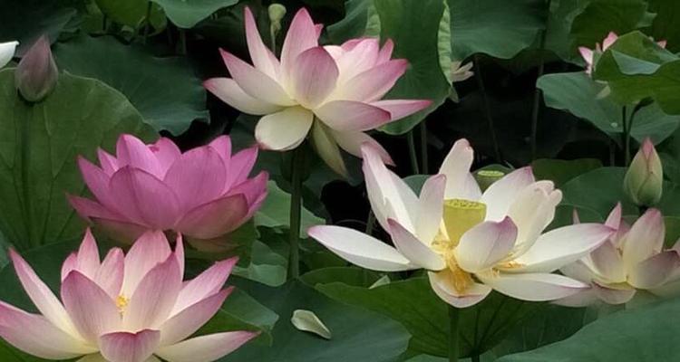 莲藕和莲子是同一种植物吗？它们之间有什么区别？