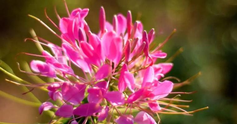 什么花代表热烈的爱？花语中热烈爱情的象征是什么？