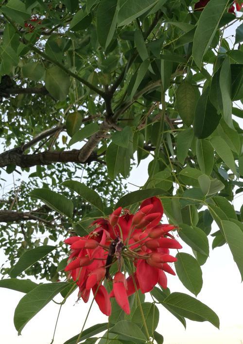 什么花的花语代表热烈和灿烂？如何用花表达热情？